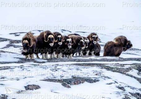 Musk Oxen (Ovibos Moschatus)